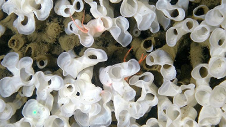 Discovering Glass Sponge Reefs (Ask NRCan)