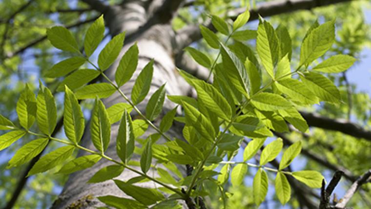 Saving Our Ash Trees (Natural Elements)