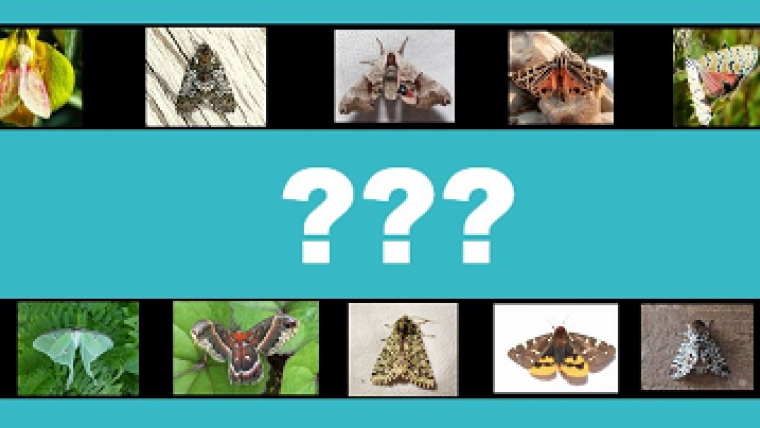 A Simply Science top ten reveal: Canada’s most beautiful moth species 