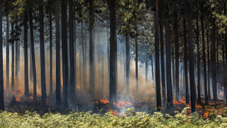 Mapping Canada’s Forest Wildfires