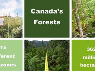 Taking stock of Canada’s forests