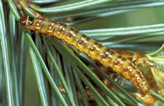 Larvae of the western spruce budworm.