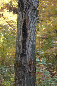 Butternut canker on a tree trunk showing shredded bark and a dark colouring.