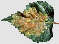 A birch leaf damaged by leafminer larvae.