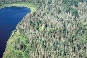 FIGURE 24b: photograph of forest damaged by spruce budworm