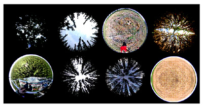 Figure 3: Digital hemispherical photographs (DHP). The uplooking DHP can be used to estimate a gap size distribution that is used in estimating the foliage clumping.