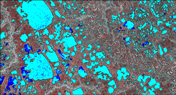 Figure 2. Lake ice classification based on SAR backscatter. Ice is light blue, open water is dark blue. Radarsat-2 image, late May 2008, Vuntut NP, Yukon.