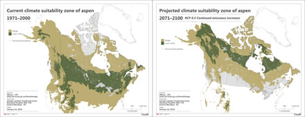 Two maps comparing Canada’s current (1971–2001) distribution of trembling aspen with the species’ future (2071–2100) climate suitability zone according to climate scenario RCP 8.5.