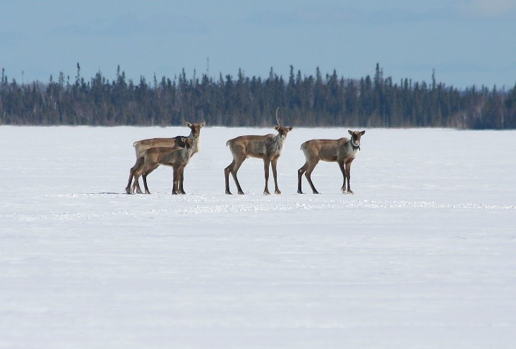 Four caribou