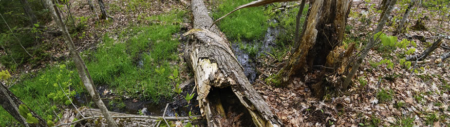 Forest in spring with a fallen tree. Natural disturbances such as forest fires, insect and disease outbreaks are part of the natural life cycle of the forest.