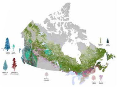 Map of forest composition across Canada.