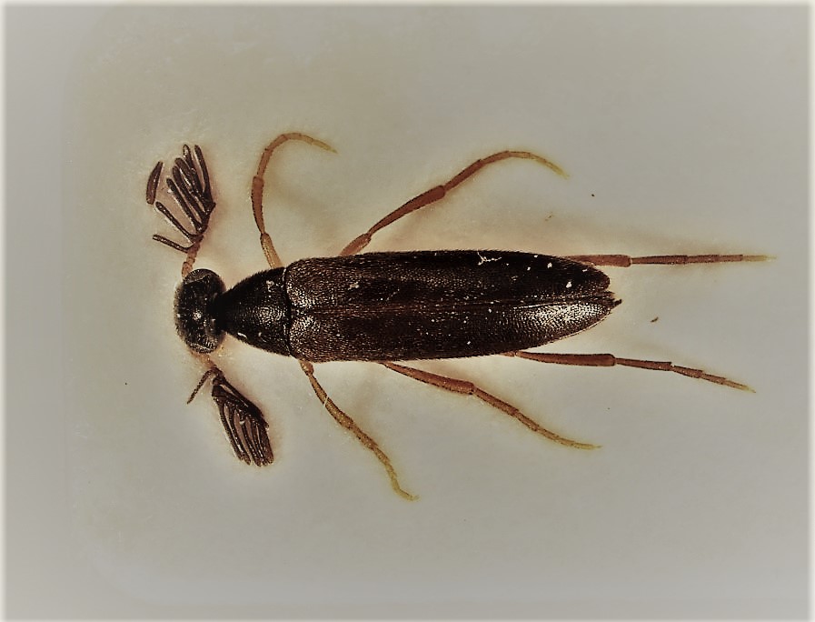 A trapped beetle identified as Pelecotoma flavipes, found only in North America.