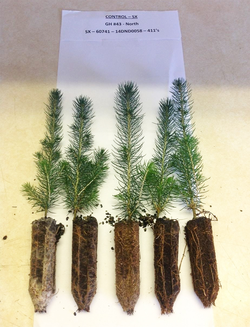 Image of white spruce seedlings